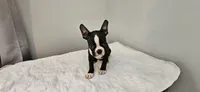 Blk/wht male 1, a male Boston Terrier for sale in Greenville, GA – 7 of 10