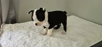 Blk/wht male 1, a male Boston Terrier for sale in Greenville, GA – 10 of 10