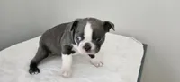 Blue female , a female Boston Terrier for sale in Greenville, GA – 6 of 10
