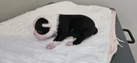 Blk/wht male 4, a male Boston Terrier for sale in Greenville, GA – 9 of 10