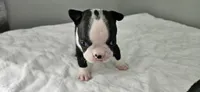 Blk/wht female 2, a female Boston Terrier for sale in Greenville, GA – 7 of 10
