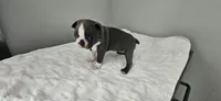 Blue female , a female Boston Terrier for sale in Greenville, GA – 4 of 10