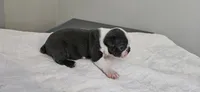 Blue male, a male Boston Terrier for sale in Greenville, GA – 9 of 10