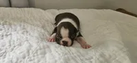 Cho male 1, a male Boston Terrier for sale in Greenville, GA – 9 of 10