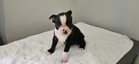 Blk/wht male 4, a male Boston Terrier for sale in Greenville, GA – 8 of 10