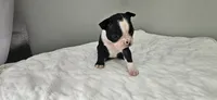 Blk/wht male 3, a male Boston Terrier for sale in Greenville, GA – 4 of 10