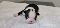Blk/wht female 1, a female Boston Terrier for sale in Greenville, GA – 10 of 10