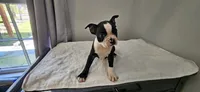 Blk/wht male 2, a male Boston Terrier for sale in Greenville, GA – 7 of 10