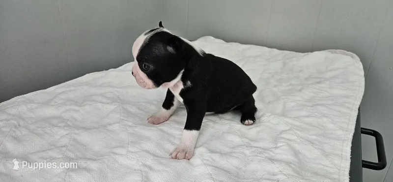 Blk/wht female 2 – Boston Terrier puppy for sale in Greenville, GA
