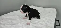 Blk/wht female 2, a female Boston Terrier for sale in Greenville, GA – 1 of 10