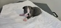 Blue female , a female Boston Terrier for sale in Greenville, GA – 10 of 10