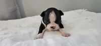Blk/wht male 2, a male Boston Terrier for sale in Greenville, GA – 7 of 10
