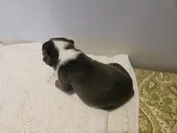 Blue female 1, a female Boston Terrier for sale in Greenville, GA – Photo 7 of 10