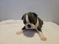 Blue female 1, a female Boston Terrier for sale in Greenville, GA – Photo 2 of 10