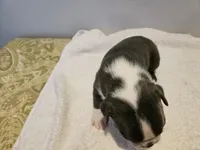 Blue female 1, a female Boston Terrier for sale in Greenville, GA – Photo 8 of 10