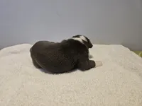 Blue female 1, a female Boston Terrier for sale in Greenville, GA – Photo 10 of 10