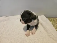 Blue female 1, a female Boston Terrier for sale in Greenville, GA – Photo 5 of 10