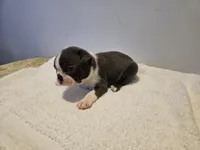 Blue female 1, a female Boston Terrier for sale in Greenville, GA – Photo 9 of 10