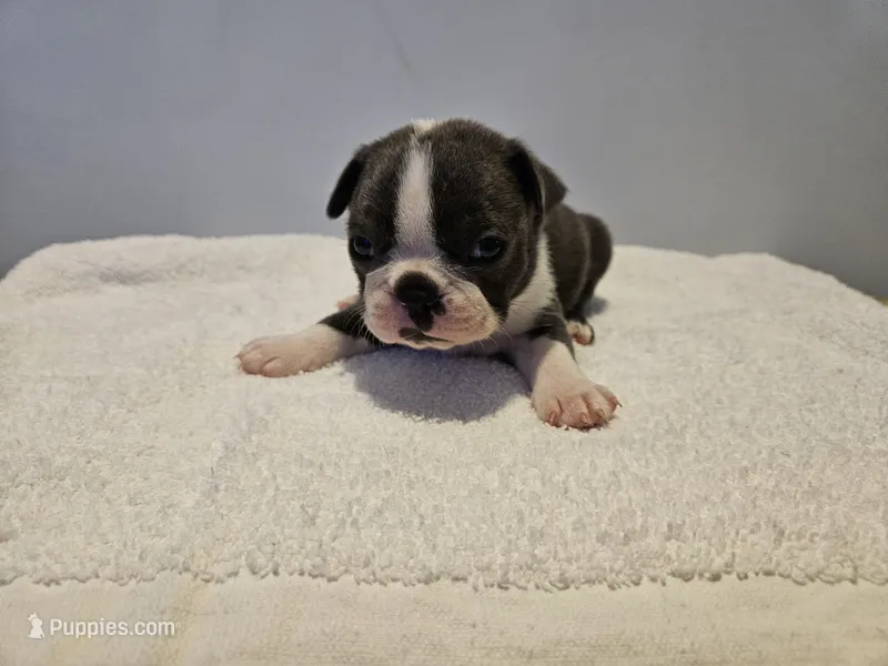 Blue female 1, a female Boston Terrier for sale in Greenville, GA – Photo 1 of 10