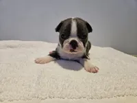 Blue female 1, a female Boston Terrier for sale in Greenville, GA – Photo 6 of 10