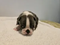 Blue female 1, a female Boston Terrier for sale in Greenville, GA – Photo 3 of 10