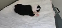 Blk/wht male 4, a male Boston Terrier for sale in Greenville, GA – 6 of 10