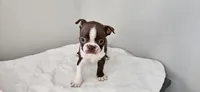 Cho female , a female Boston Terrier for sale in Greenville, GA – Photo 1 of 10