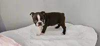 Cho female , a female Boston Terrier for sale in Greenville, GA – Photo 4 of 10