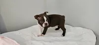 Cho female , a female Boston Terrier for sale in Greenville, GA – Photo 9 of 10