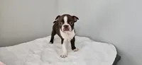 Cho female , a female Boston Terrier for sale in Greenville, GA – Photo 6 of 10