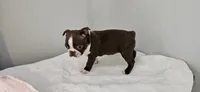 Cho female , a female Boston Terrier for sale in Greenville, GA – Photo 5 of 10