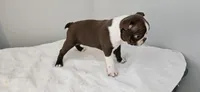 Cho female , a female Boston Terrier for sale in Greenville, GA – Photo 10 of 10