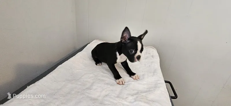 Blk/wht male 1 – Boston Terrier puppy for sale in Greenville, GA