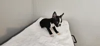Blk/wht male 1, a male Boston Terrier for sale in Greenville, GA – 1 of 10