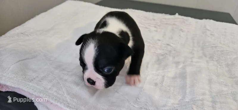 Blk/wht male 3 – Boston Terrier puppy for sale in Greenville, GA