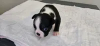 Blk/wht male 3, a male Boston Terrier for sale in Greenville, GA – 1 of 10