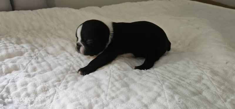 Blk/wht male 1 – Boston Terrier puppy for sale in Greenville, GA