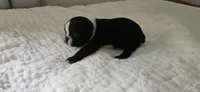 Blk/wht male 1, a male Boston Terrier for sale in Greenville, GA – 1 of 10