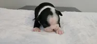 Blk/wht female 2, a female Boston Terrier for sale in Greenville, GA – 4 of 10