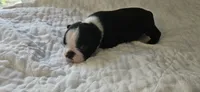 Blk/wht female , a female Boston Terrier for sale in Greenville, GA – 5 of 10