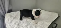 Blk/wht male 4, a male Boston Terrier for sale in Greenville, GA – 3 of 10