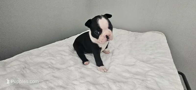 Blk/wht female 1 – Boston Terrier puppy for sale in Greenville, GA