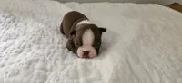 Cho male 2, a male Boston Terrier for sale in Greenville, GA – 3 of 10