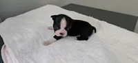 Blk/wht male 2, a male Boston Terrier for sale in Greenville, GA – 5 of 10