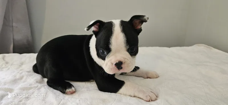Blk/wht male 1 – Boston Terrier puppy for sale in Greenville, GA