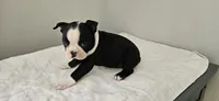 Blk/wht female 2, a female Boston Terrier for sale in Greenville, GA – 4 of 10