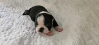 Blk/wht female , a female Boston Terrier for sale in Greenville, GA – 9 of 10
