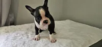 Blk/wht male 2, a male Boston Terrier for sale in Greenville, GA – 3 of 10