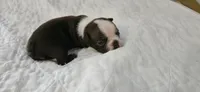 Cho female , a female Boston Terrier for sale in Greenville, GA – 9 of 10