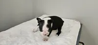 Blk/wht female 1, a female Boston Terrier for sale in Greenville, GA – 10 of 10